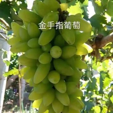 金手指葡萄苗50~80cm1年苗二年苗
