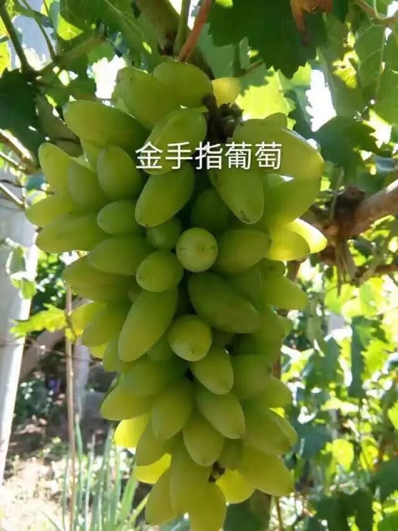 金手指葡萄苗50~80cm1年苗二年苗