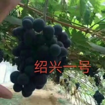 绍兴一号葡萄苗50~80cm1年苗二年苗保品种量大