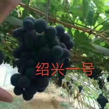 绍兴一号葡萄苗50~80cm1年苗二年苗保品种量大