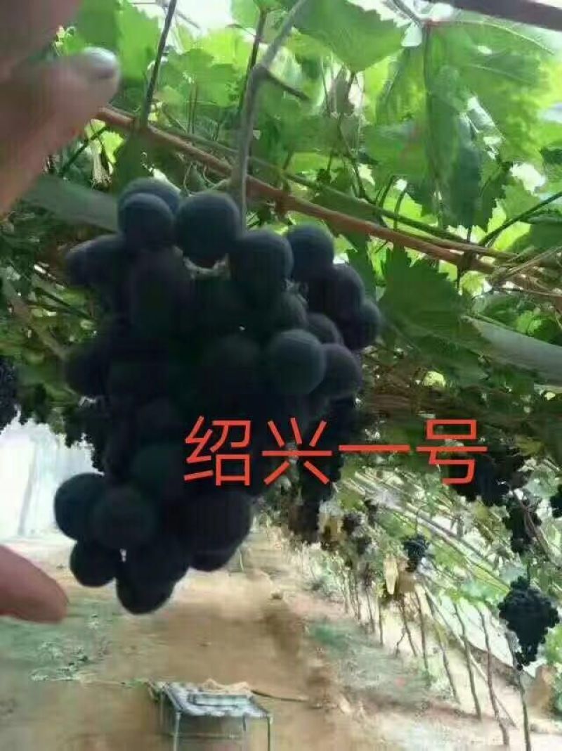 绍兴一号葡萄苗50~80cm1年苗二年苗保品种量大