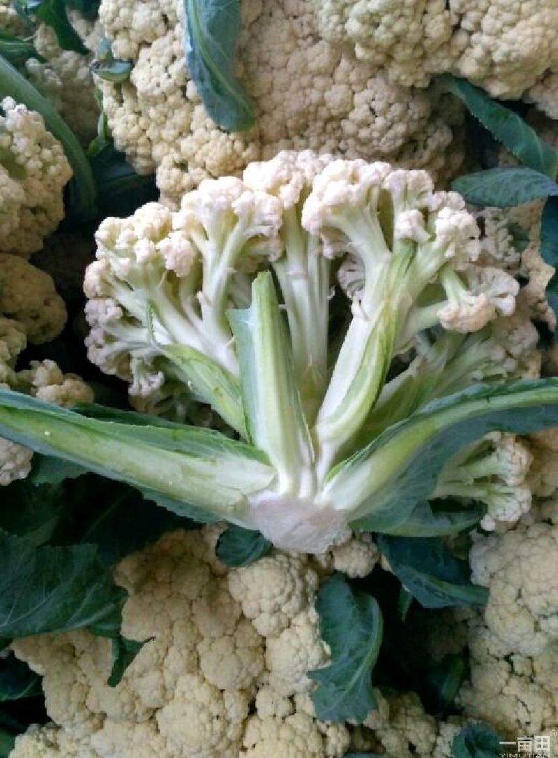 松花菜2~3斤散花乳白