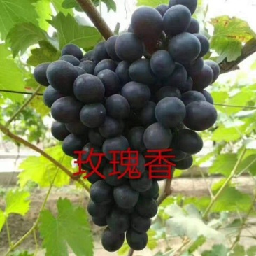 玫瑰香葡萄苗50~80cm1年苗二年苗