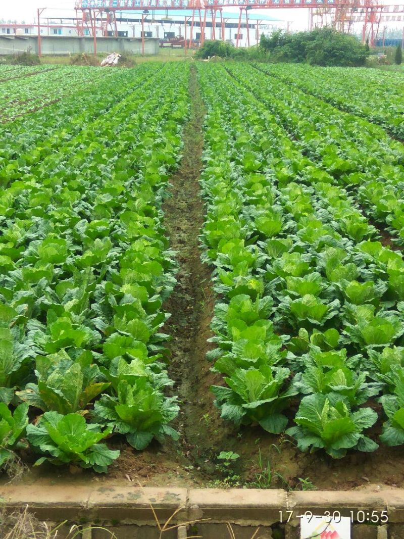 湖北嘉鱼黄心白菜4~6斤白菜大白菜视频看货