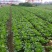 湖北嘉鱼黄心白菜4~6斤白菜大白菜视频看货