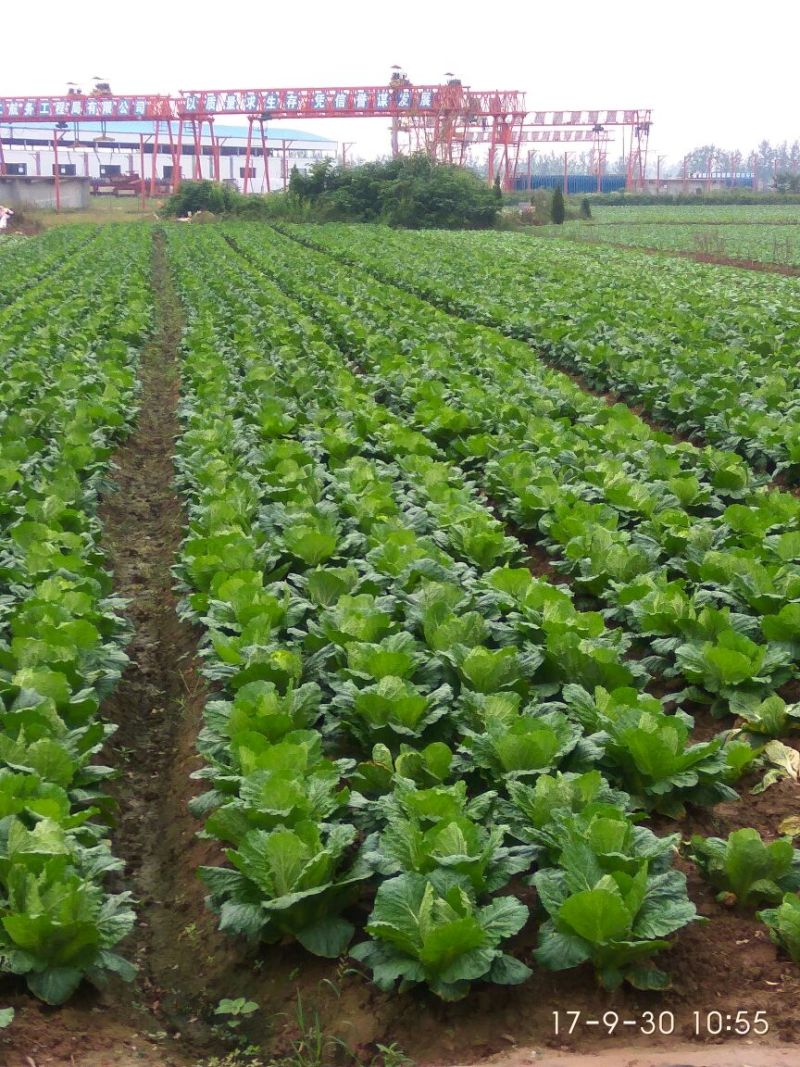 湖北嘉鱼黄心白菜4~6斤白菜大白菜视频看货
