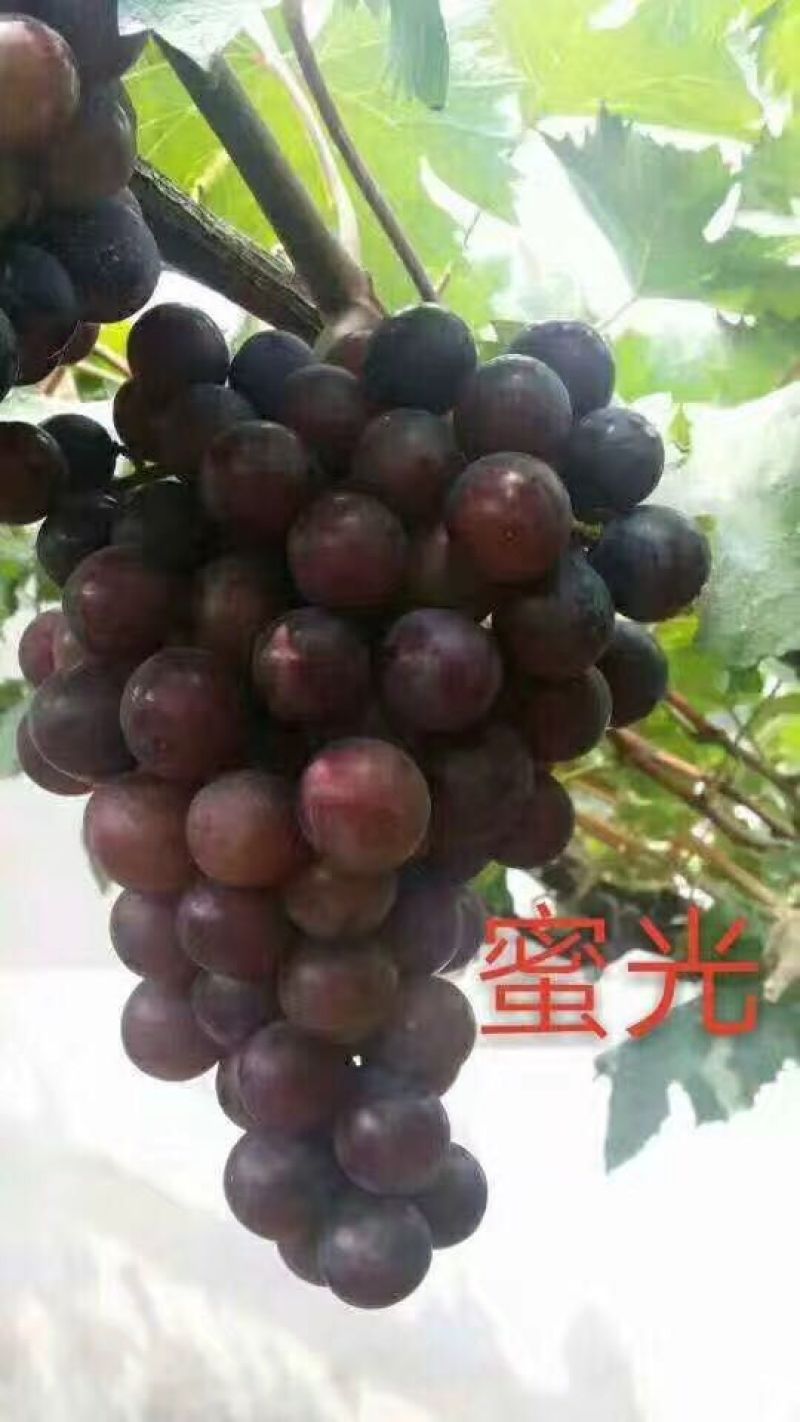 蜜光葡萄苗50~80cm1年苗二年苗