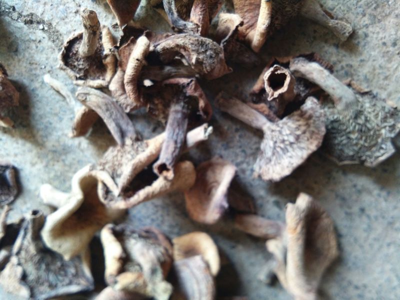湖北干雁来蕈雁鹅菌谷熟菌铜绿枞菌松乳菇寒菌菌松树菌