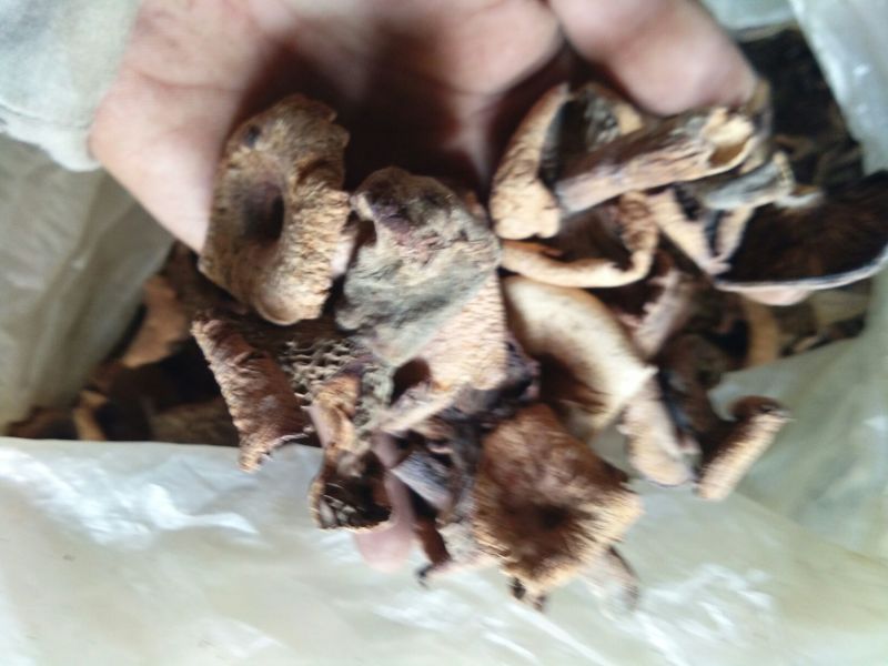 湖北干雁来蕈雁鹅菌谷熟菌铜绿枞菌松乳菇寒菌菌松树菌
