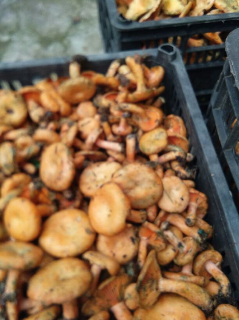 湖北干雁来蕈雁鹅菌谷熟菌铜绿枞菌松乳菇寒菌菌松树菌