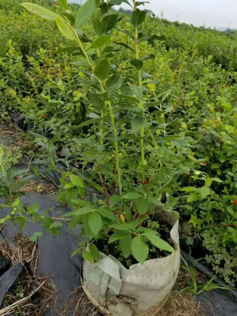 蓝莓苗品种齐全规格齐全