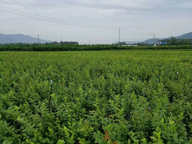 蓝莓苗品种齐全规格齐全