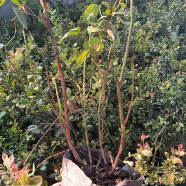 蓝莓苗品种齐全规格齐全