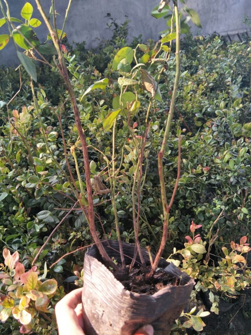 蓝莓苗品种齐全规格齐全
