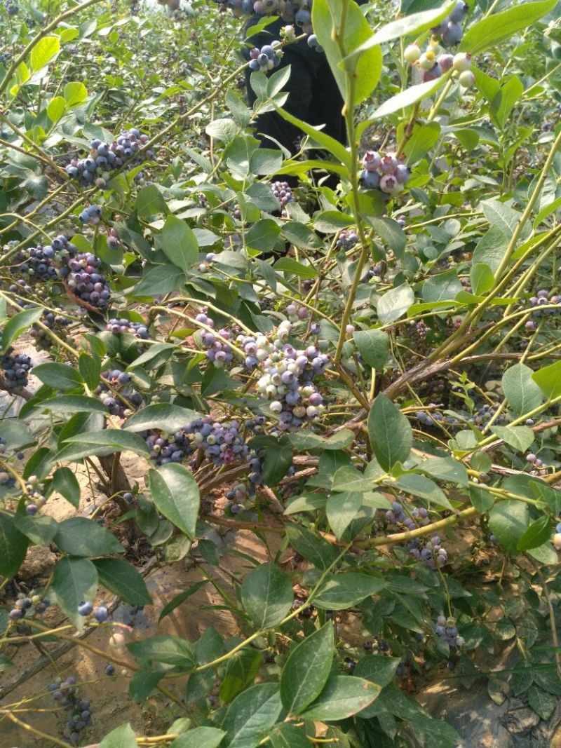 蓝莓苗品种齐全规格齐全