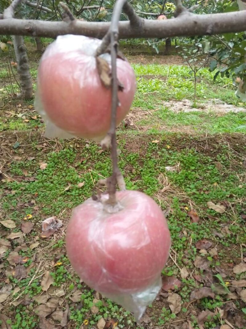 红富士苹果80mm以上膜袋