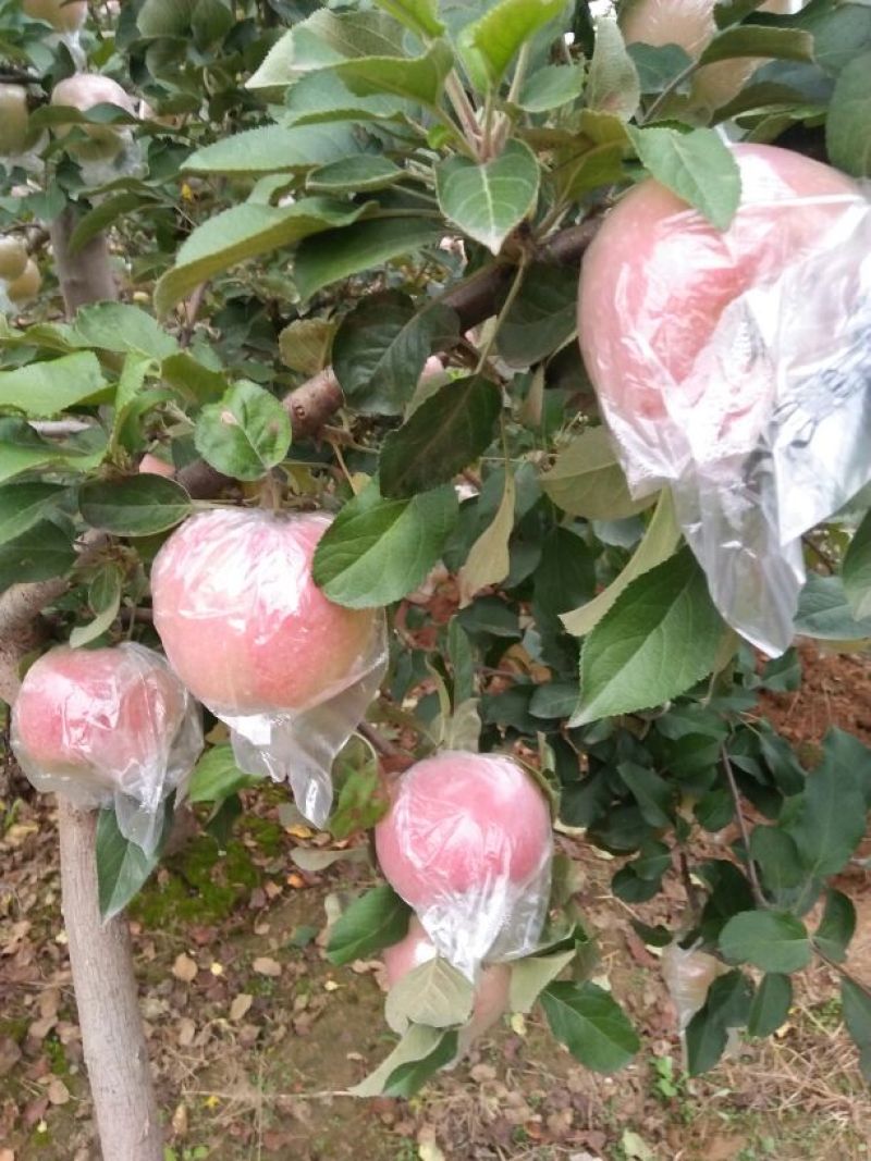 红富士苹果80mm以上膜袋
