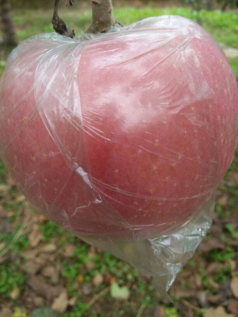 红富士苹果80mm以上膜袋