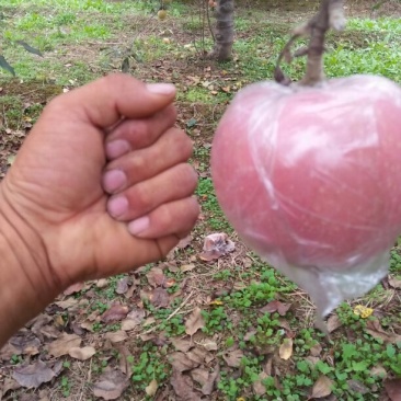 红富士苹果80mm以上膜袋