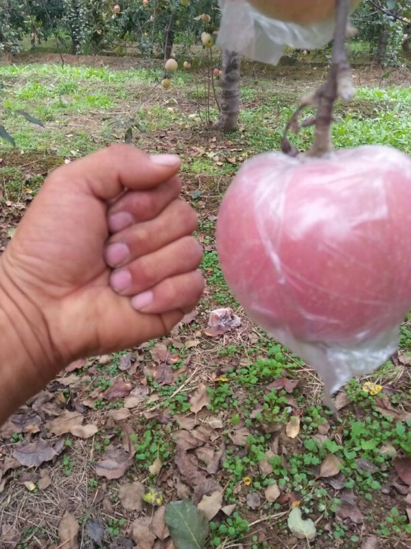 红富士苹果80mm以上膜袋