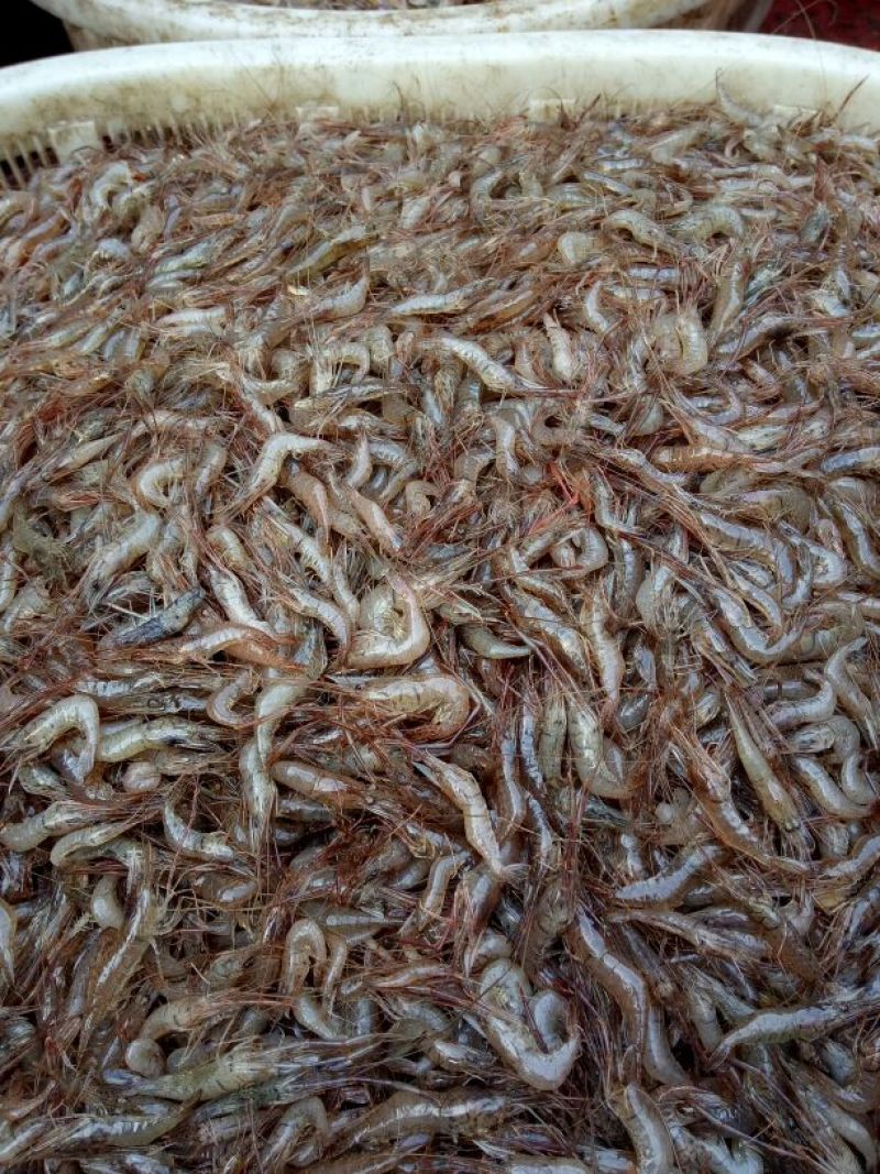 河虾冰鲜虾26~30只/kg