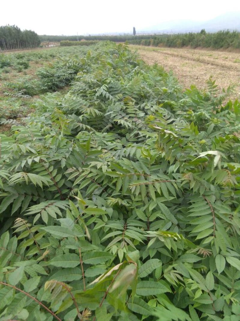 香椿苗大田香椿苗山西香椿苗