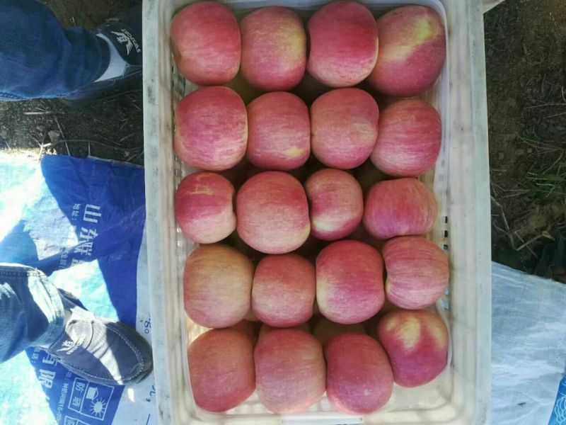 红富士苹果80mm以上纸袋，颜色全红，果面干净，商品