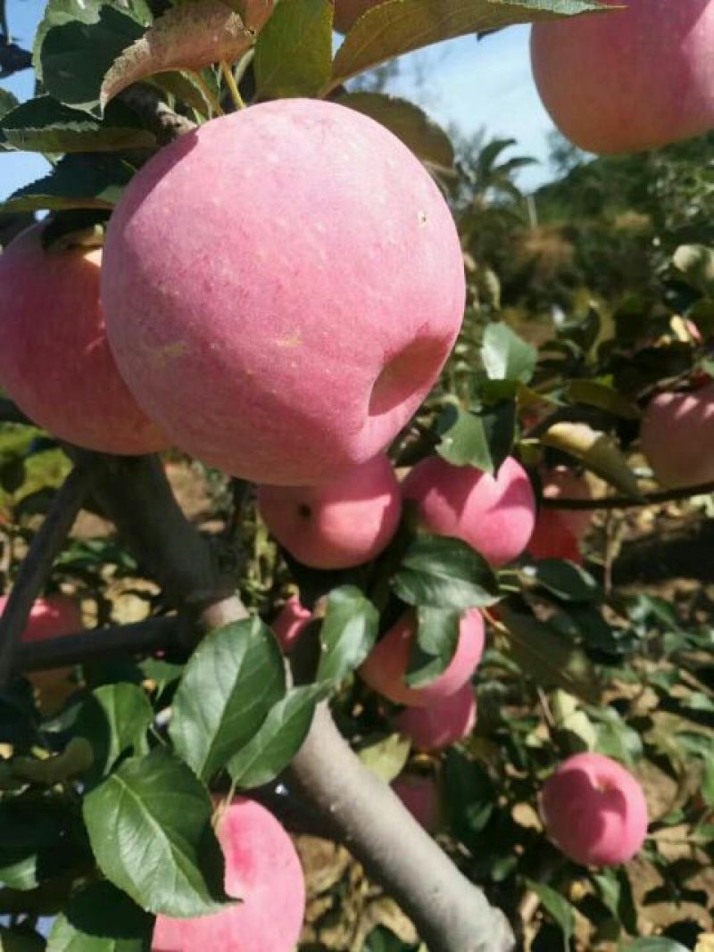 红富士苹果80mm以上纸袋，颜色全红，果面干净，商品