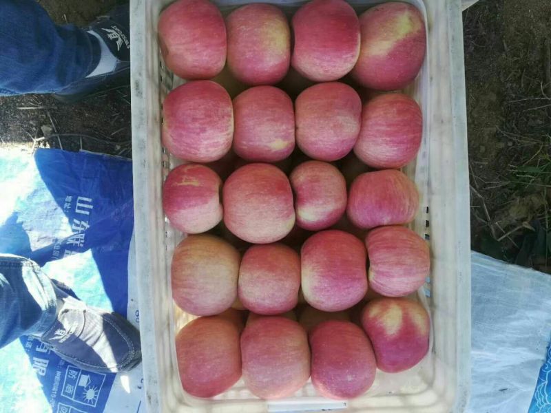 红富士苹果80mm以上纸袋，颜色全红，果面干净，商品
