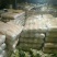 黄心白菜4~6斤毛菜，净菜，外表绿，不烧边，不烧心，