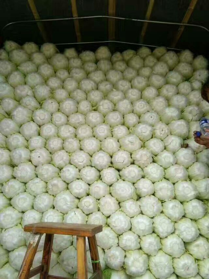 黄心白菜4~6斤毛菜，净菜，外表绿，不烧边，不烧心，