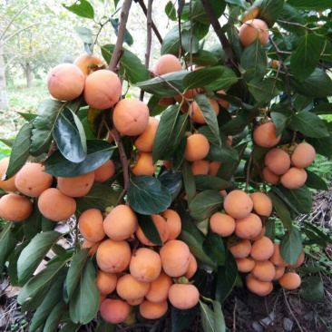 山西万荣胎里红八月吊红火葫芦还有大板柿柿子，大量上市中
