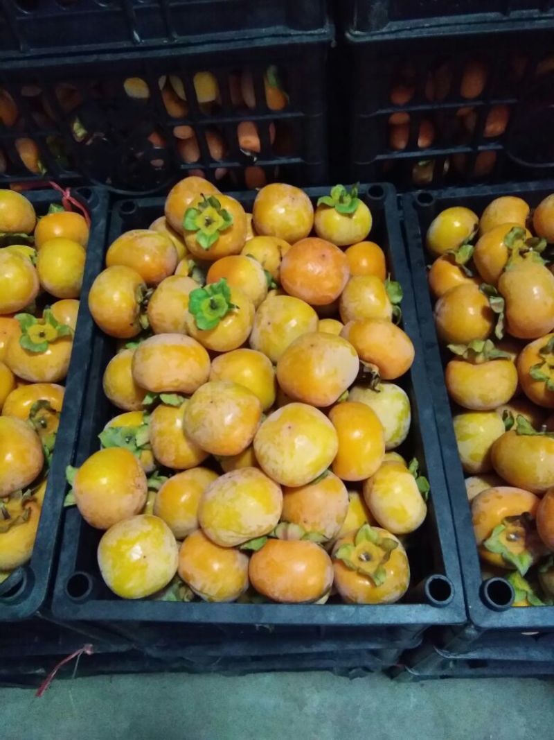胎里红柿子大量上市啦