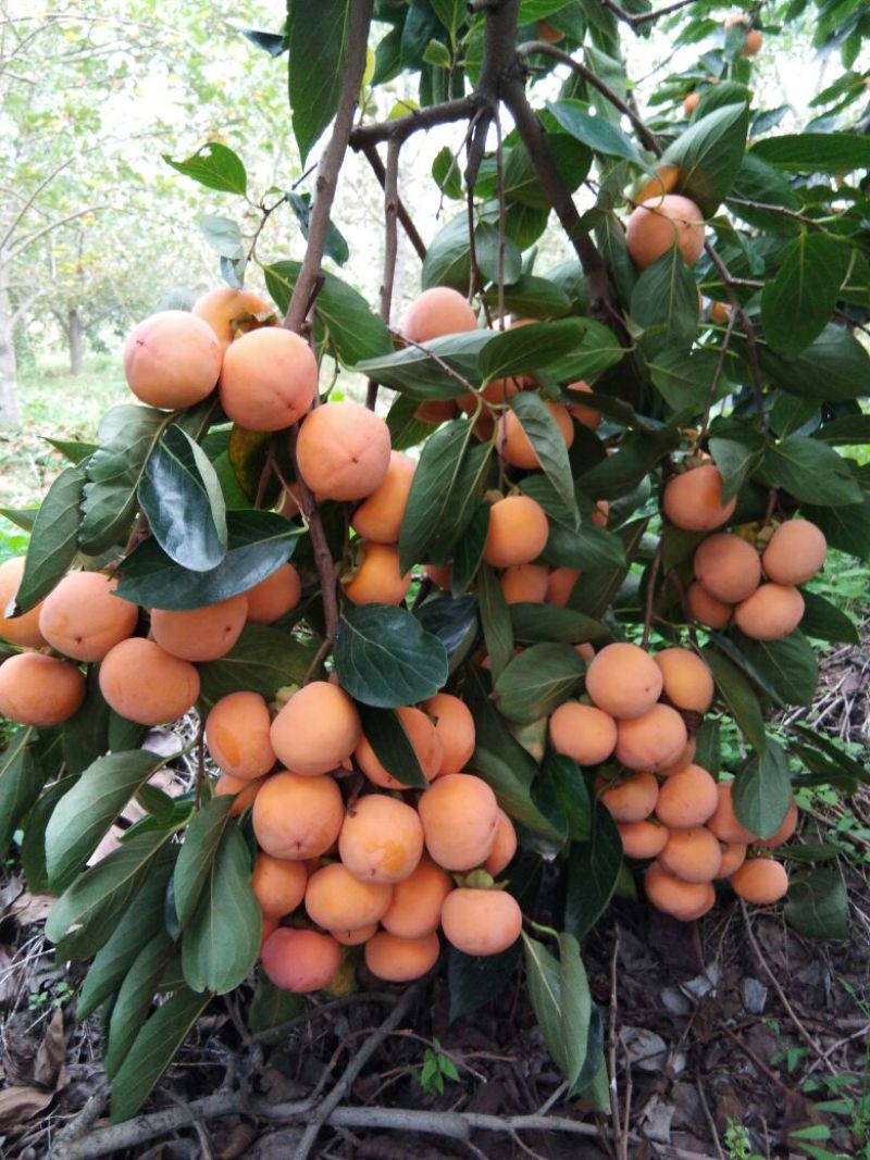 胎里红柿子大量上市啦