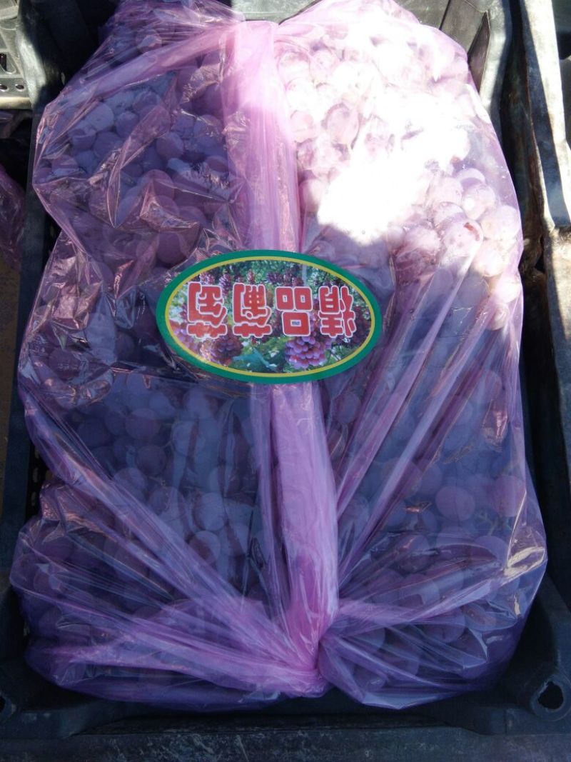 龙眼葡萄河北涿鹿货源充足口感好质量保证