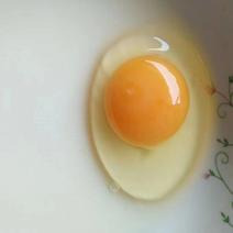 新杨黑粉蛋土鸡蛋单枚50g以下养殖场常年供应食用
