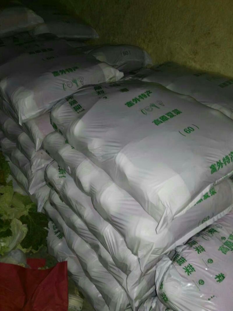 河北精品黄心大白菜大量现货供应一手货源品质保证代发全国