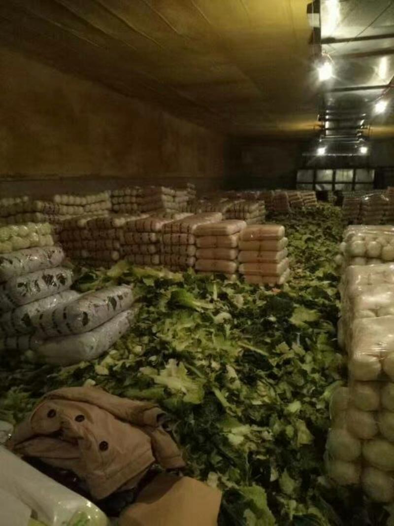 河北黄心大白菜大量现货供应一手货源品质保证代发全国