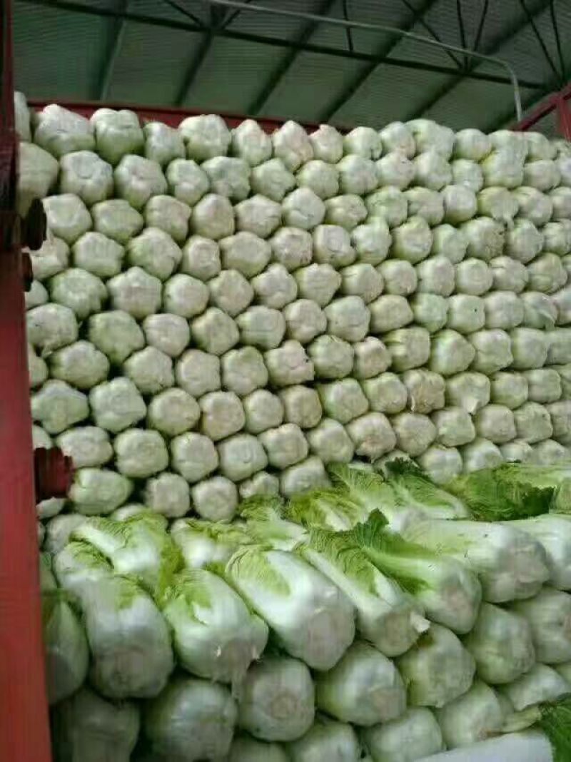 河北精品黄心大白菜大量现货供应一手货源品质保证代发全国