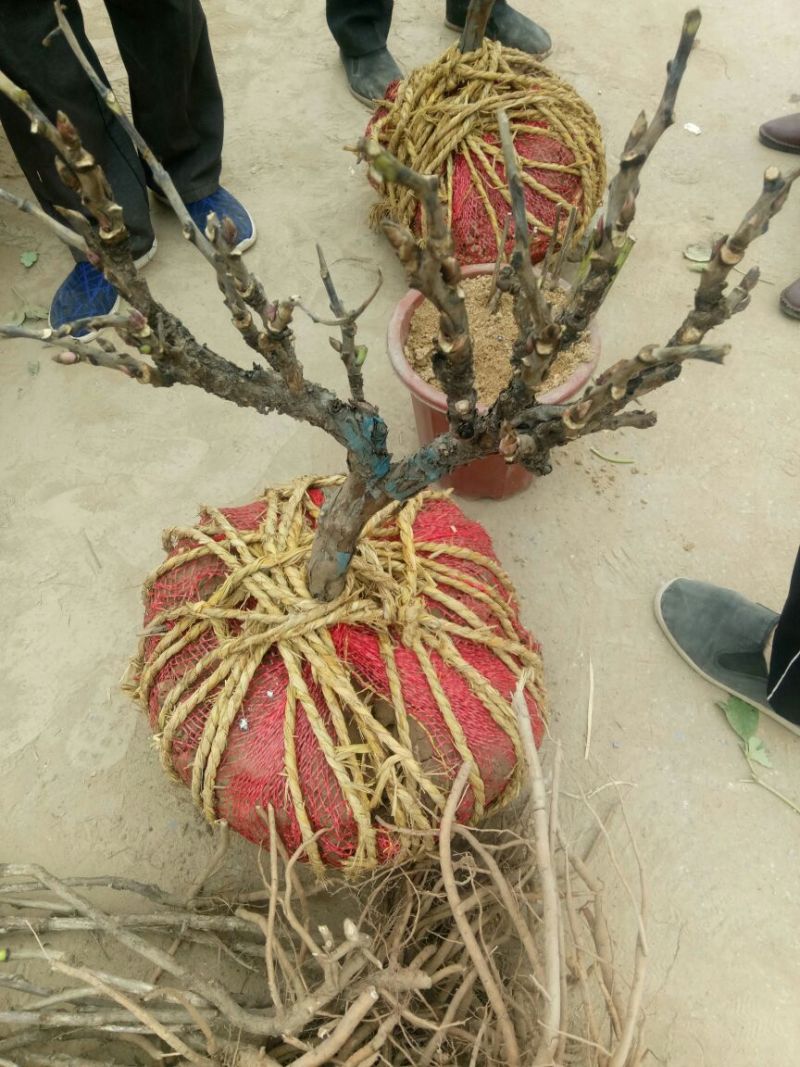 牡丹，十年以上观赏牡丹，牡丹树，品种牡丹