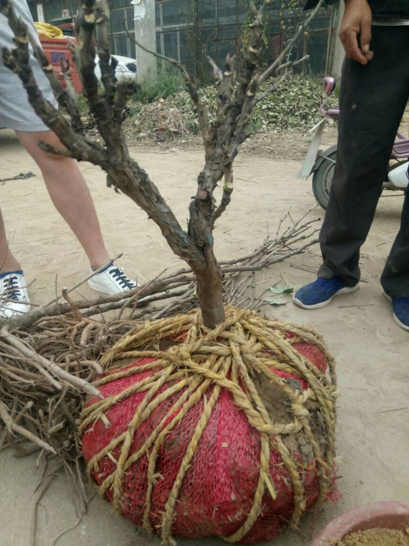 牡丹，十年以上观赏牡丹，牡丹树，品种牡丹