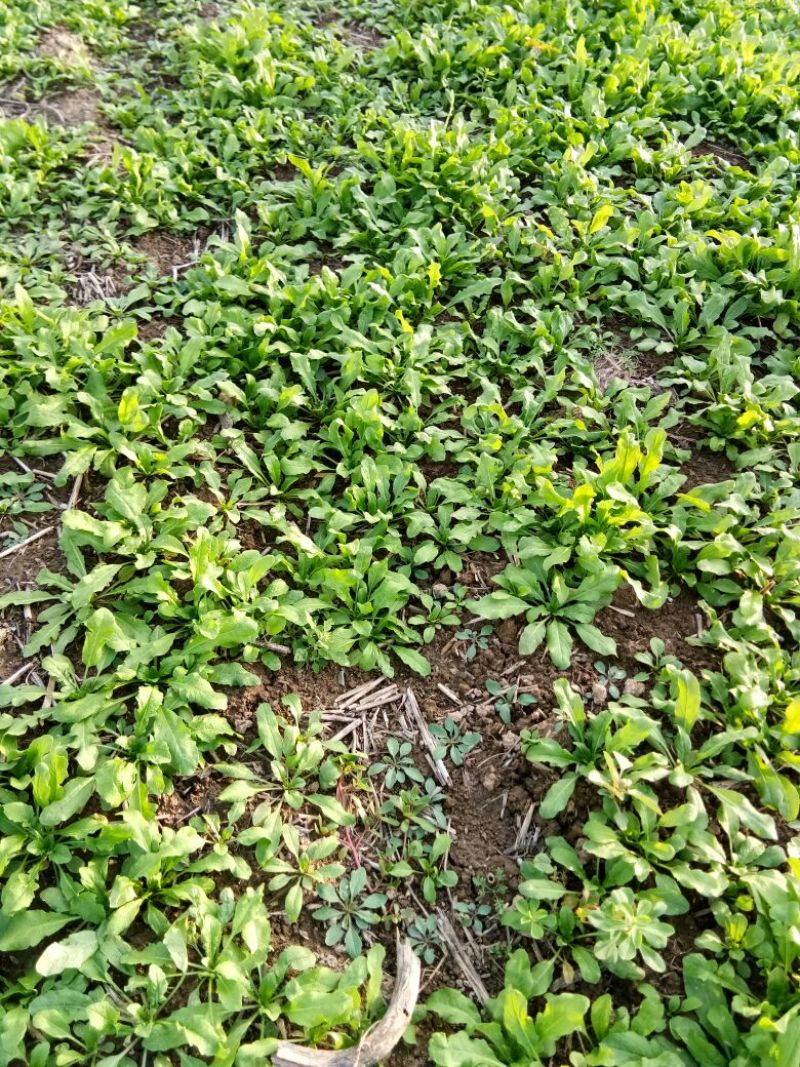 荠菜10cm以上