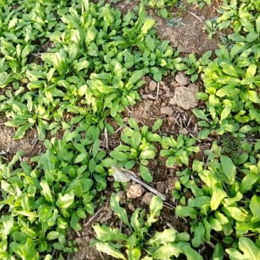 荠菜10cm以上