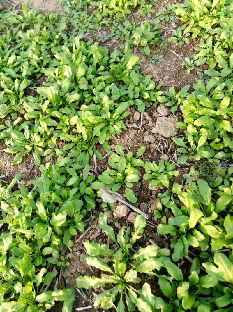 荠菜10cm以上