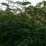 花椒苗1~2年