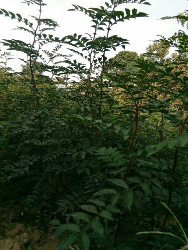 花椒苗1~2年