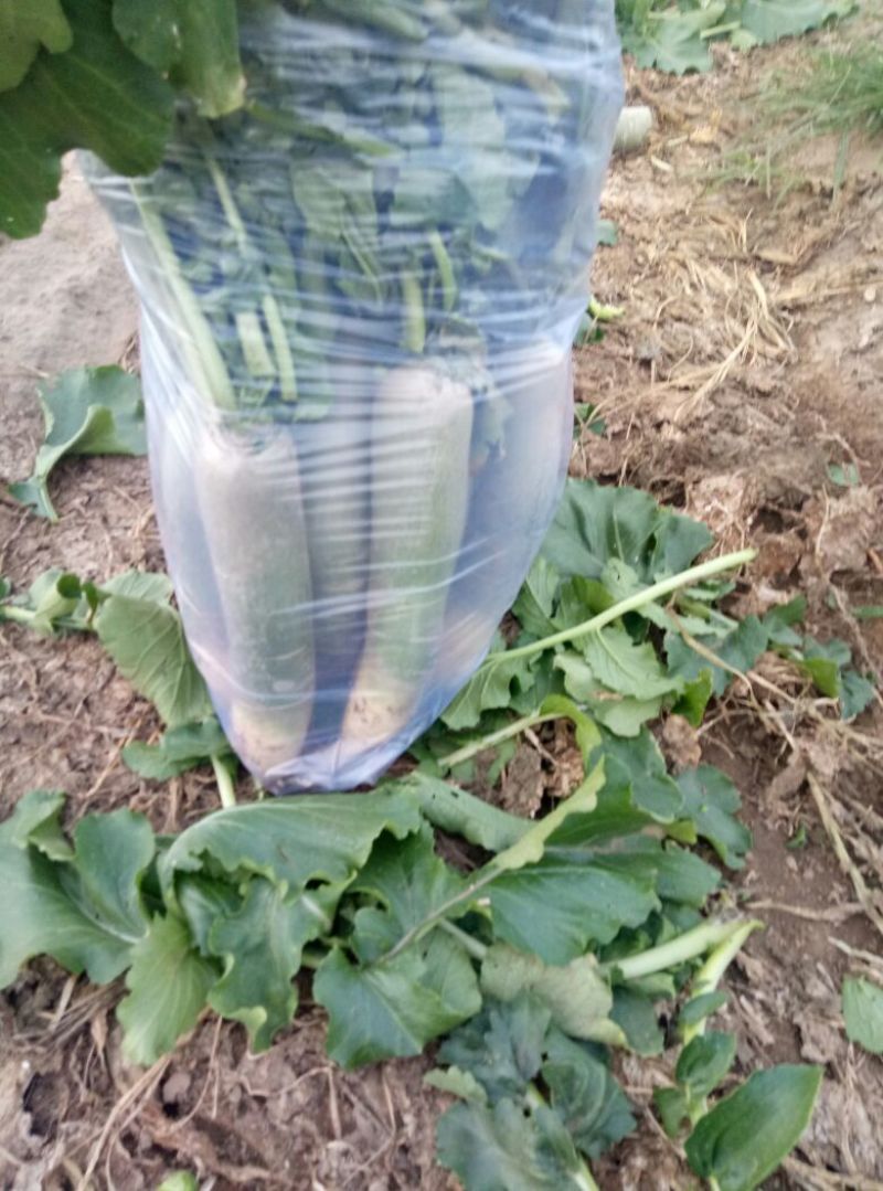 潍县青萝卜0.2~1斤起产地直供，货源充足，量大从优，