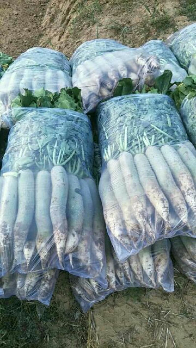 潍县青萝卜0.2~1斤起产地直供，货源充足，量大从优，