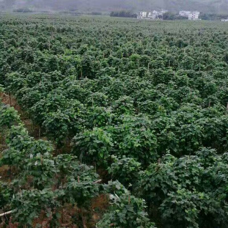 葛根苗不活包退，质量保证