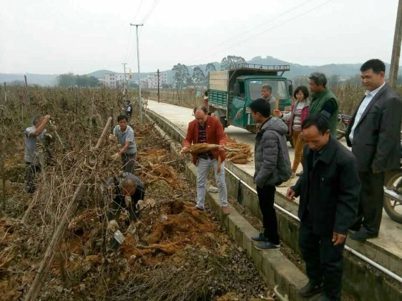 葛根苗不活包退，质量保证